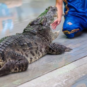 21231246 - crocodile show at crocodile farm