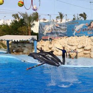 Delfinariy_Dolphinella_v_Sharm-el-Sheyhe_2