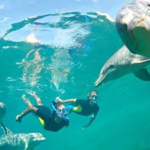 excursions-to-swim-with-dolphins