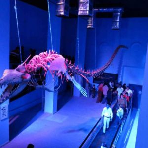 wall_shark_hurghada_grand_aquarium